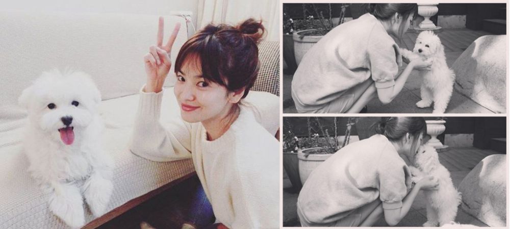 seleb kpop pet © 2016 brilio.net  seleb kpop pet © 2016 brilio.net