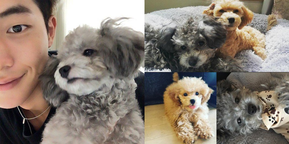 seleb kpop pet © 2016 brilio.net  seleb kpop pet © 2016 brilio.net