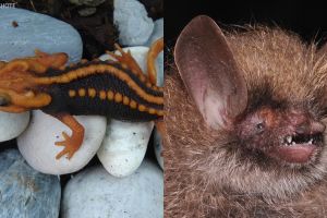 8 Spesies hewan ini baru ditemukan, ada dari Indonesia nggak ya?