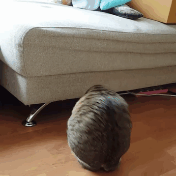 Kucing tanpa kaki depan © 2016 boredpanda.com