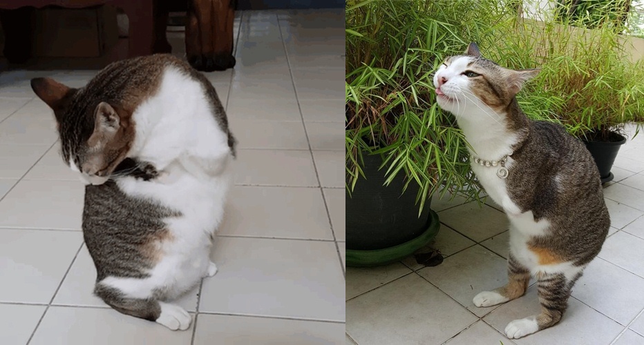 Cuma punya dua kaki, apa yang dilakukan kucing ini bikin kagum