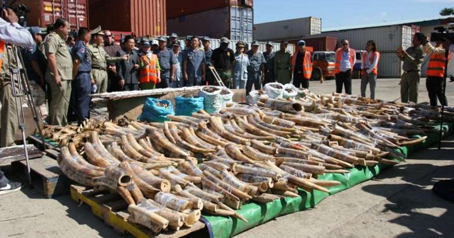 1,5 Ton gading ilegal siap ekspor, bukti pembantaian gajah bikin miris