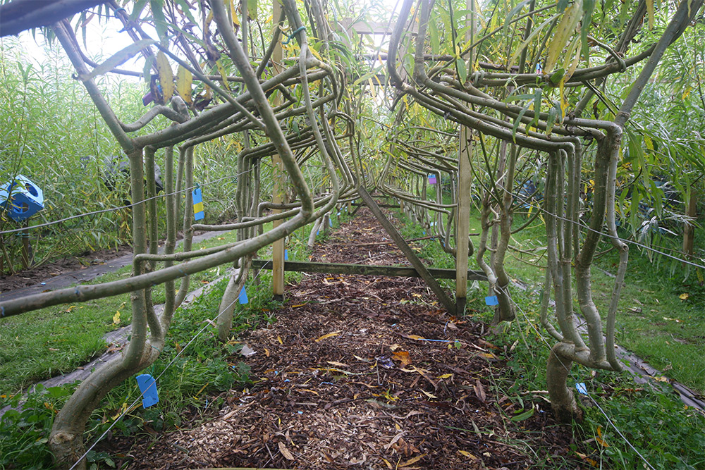 pria ini kembangkan pohon yang bisa tumbuh kursi © 2016 Thisiscolossal