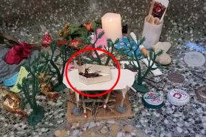 Cara orang memperlakukan kecoak mati ini bikin geleng-geleng