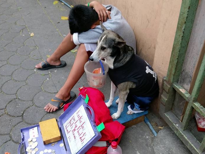 Bikin kagum, anjing ini bantu pemiliknya yang kelelahan cari uang
