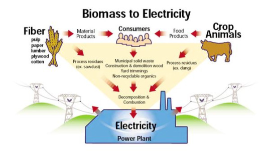 7 Fakta mengagumkan biomassa, sumber energi yang berasal dari tanaman