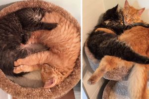 10 Foto dulu vs kini hewan yang hidup bersama, sahabat sejati nih