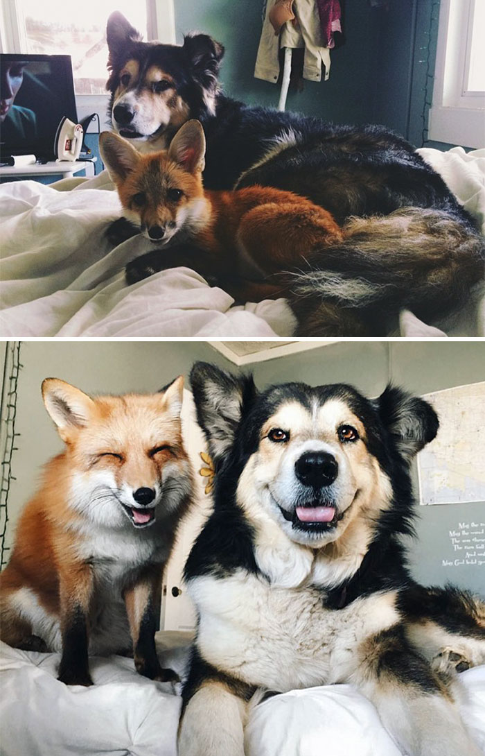 10 Foto dulu vs kini hewan yang hidup bersama, sahabat sejati nih