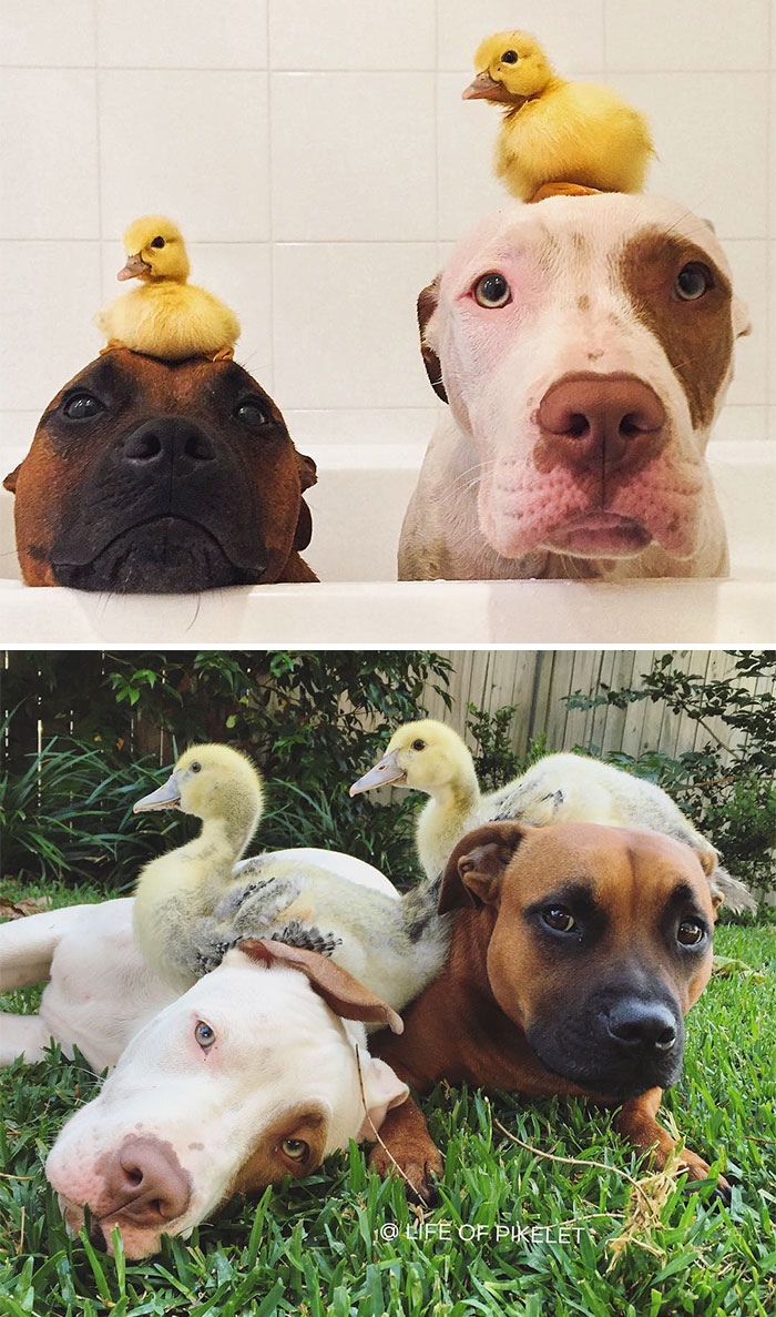 10 Foto dulu vs kini hewan yang hidup bersama, sahabat sejati nih