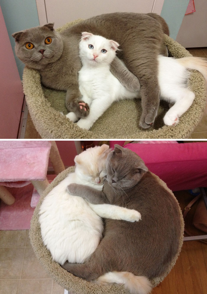 hewan tumbuh bersama © 2016 Boredpanda