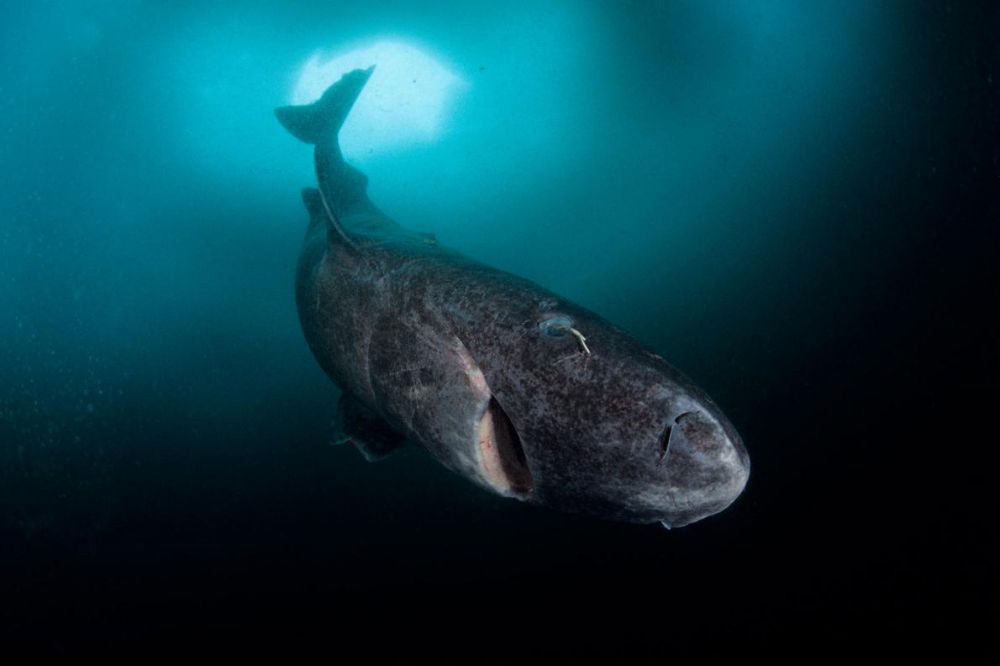 Dari hiu kepala dua sampai hiu hantu, ini 7 kisah hewan teraneh 2016