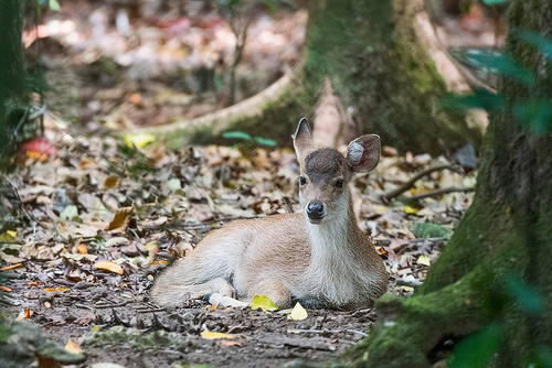 warisan dunia © 2016 istimewa warisan dunia © 2016 istimewa