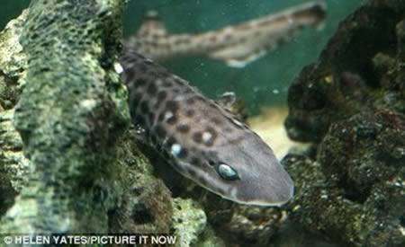 benda aneh dicuri © 2016 brilio.net