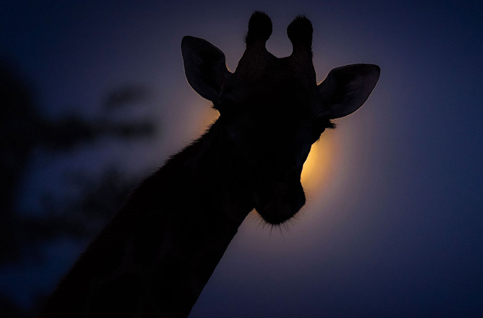 14 Potret menakjubkan alam liar Afrika di malam hari, luar biasa!