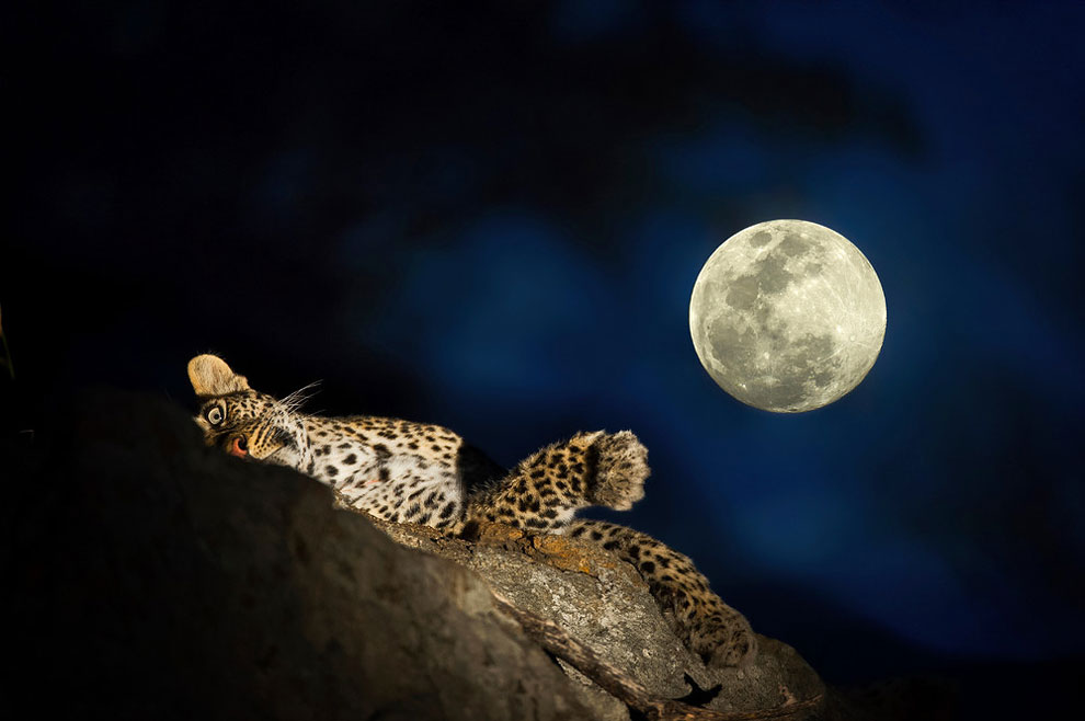 14 Potret menakjubkan alam liar Afrika di malam hari, luar biasa!