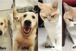 10 Foto hewan peliharaan sebelum & sesudah saat dipuji ini bikin gemes