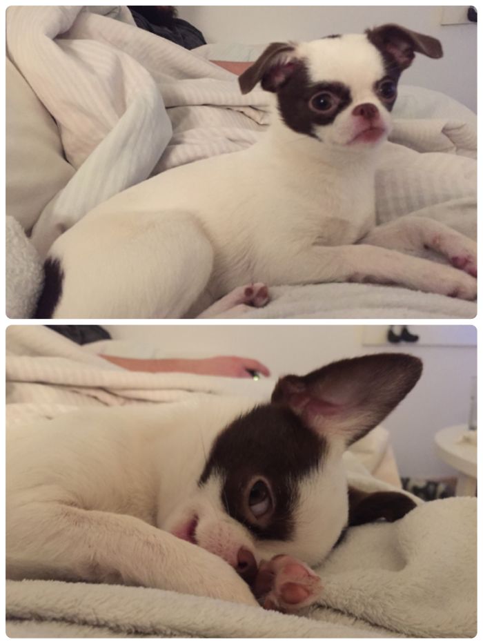 foto hewan peliharaan sebelum dan sesudah dipuji © 2016 boredpanda.com foto hewan peliharaan sebelum dan sesudah dipuji © 2016 boredpanda.com