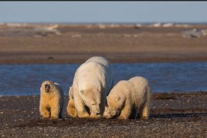 Tak ada salju di 'rumah' Beruang Kutub, fotografer ini curhat via foto