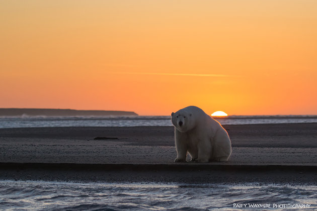 Tak ada salju di 'rumah' Beruang Kutub, fotografer ini curhat via foto