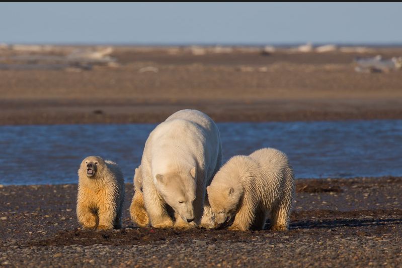 Tak ada salju  di rumah Beruang  Kutub fotografer ini 
