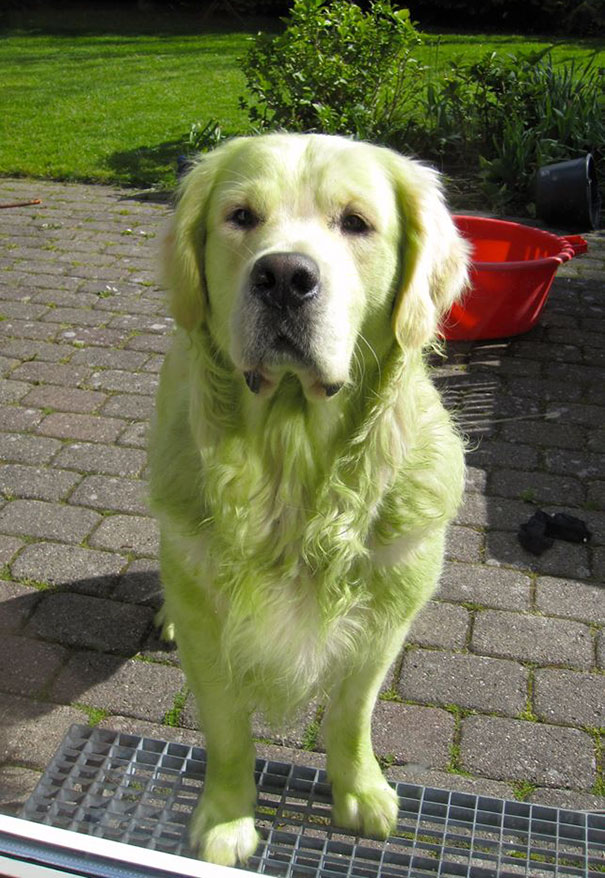 anjing fail © 2017 brilio.net anjing fail © 2017 brilio.net