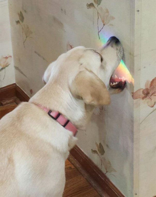 anjing fail © 2017 brilio.net anjing fail © 2017 brilio.net