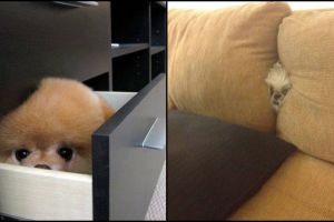 12 Tingkah anjing yang coba bersembunyi ini lucu abis, nggak terduga