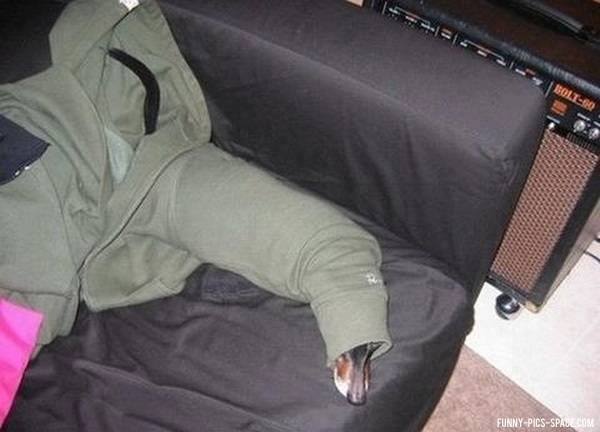 Anjing sembunyi © 2017 facebook.com/Ignore Rants