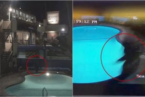 Ingin pamer aksi lompat ke kolam, Youtuber ini malah apes