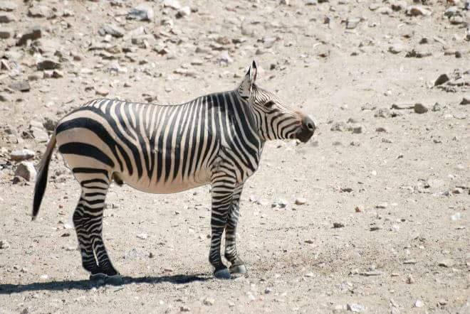 hewan leher  facebook 