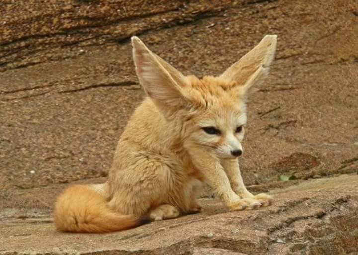 hewan leher  facebook 