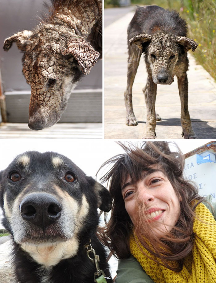 10 Foto beda kondisi anjing sebelum & sesudah ditolong tim penyelamat
