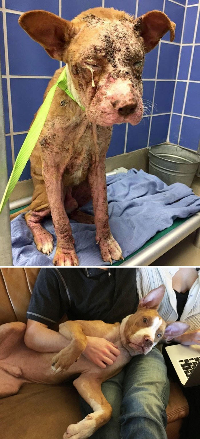 10 Foto beda kondisi anjing sebelum & sesudah ditolong tim penyelamat