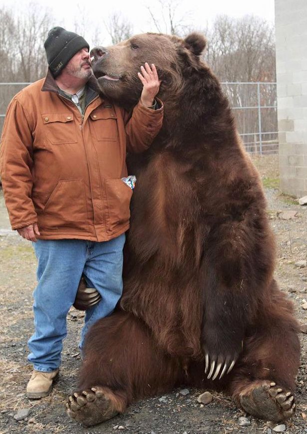 Pasangan ini dedikasikan hidupnya rawat 11 beruang liar, inspiratif