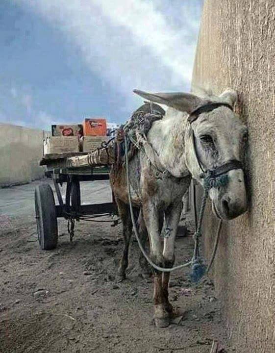 HEWAN PILU Facebook/@Tintu-Mon HEWAN PILU Facebook/@Tintu-Mon