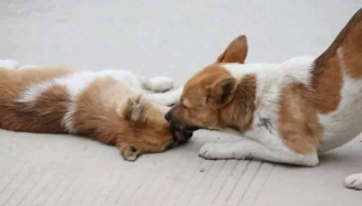 HEWAN PILU Facebook/@Tintu-Mon HEWAN PILU Facebook/@Tintu-Mon