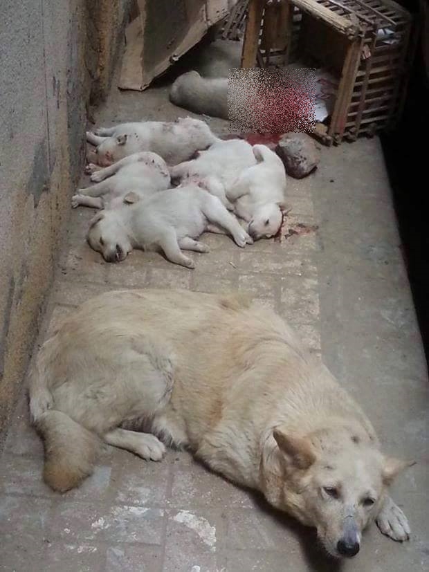 HEWAN PILU Facebook/@Tintu-Mon HEWAN PILU Facebook/@Tintu-Mon