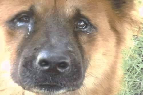 HEWAN PILU Facebook/@Tintu-Mon HEWAN PILU Facebook/@Tintu-Mon