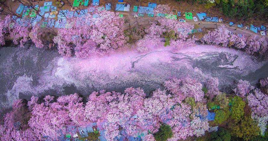 15 Foto sakura saat musim semi di Jepang, bikin pengen ke sana deh