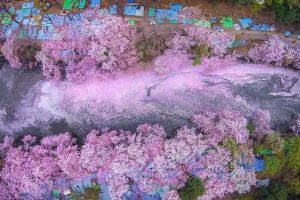 15 Foto sakura saat musim semi di Jepang, bikin pengen ke sana deh