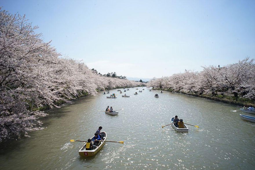 Sakura saat musim semi di Jepang © 2017 National Geographic Sakura saat musim semi di Jepang © 2017 National Geographic