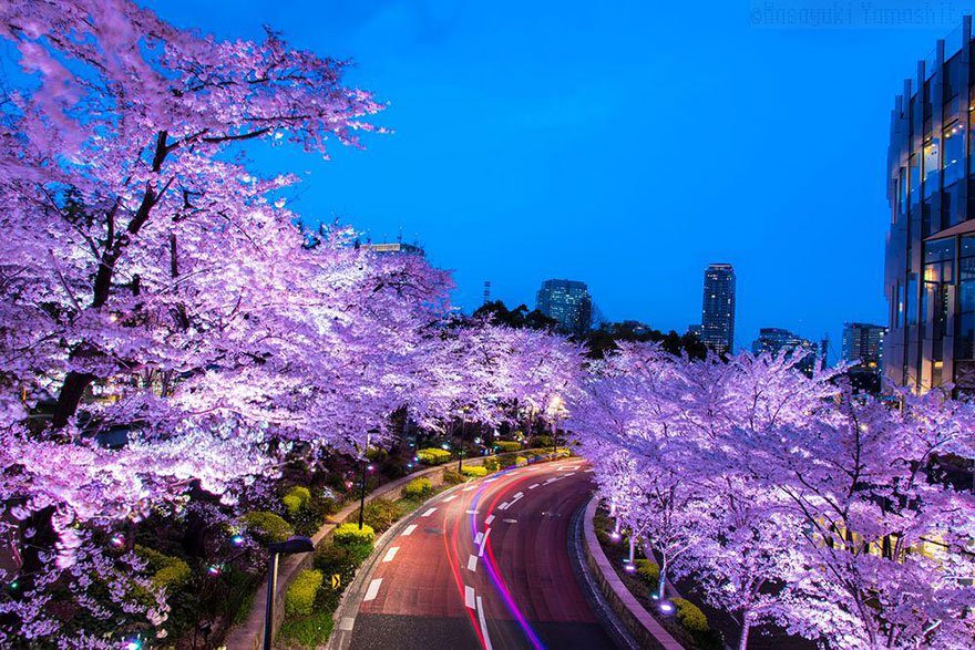 15 Foto sakura  saat musim  semi di  Jepang  bikin pengen ke 
