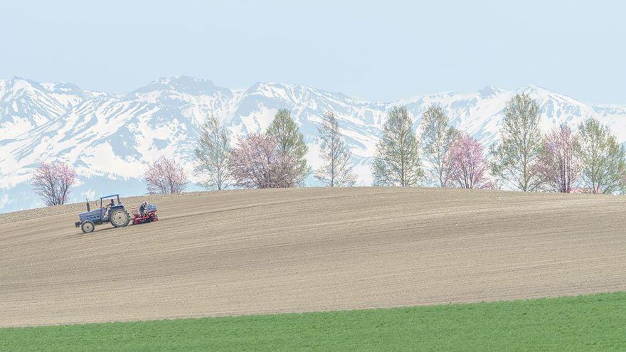 Sakura saat musim semi di Jepang © 2017 National Geographic Sakura saat musim semi di Jepang © 2017 National Geographic