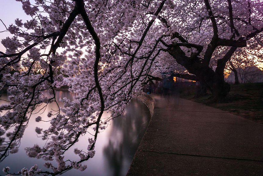 Sakura saat musim semi di Jepang © 2017 National Geographic Sakura saat musim semi di Jepang © 2017 National Geographic