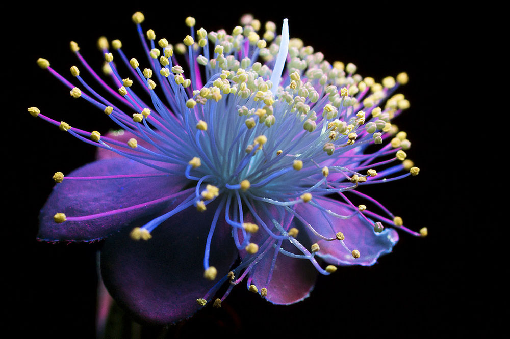 10 Foto bunga diambil dengan cara tak biasa ini hasilnya bikin melongo