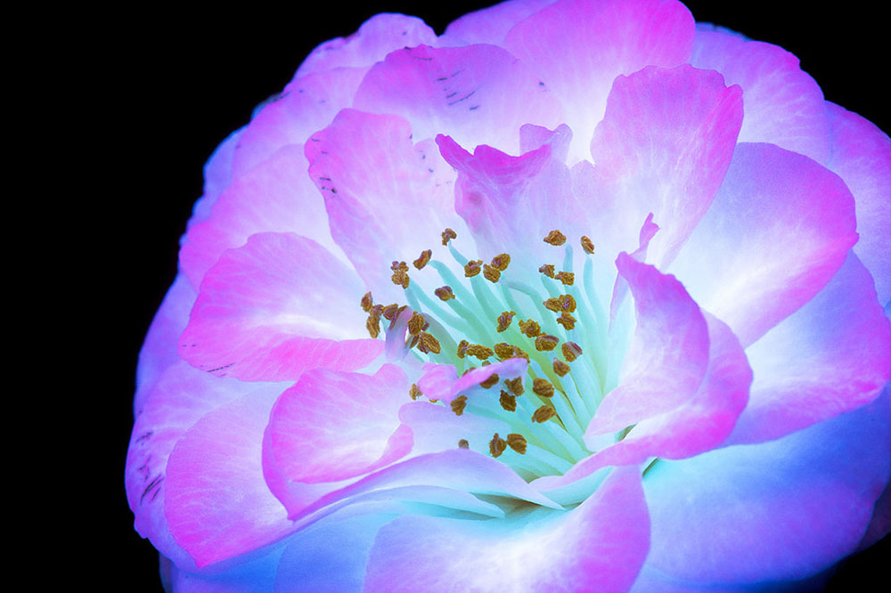 10 Foto bunga diambil dengan cara tak biasa ini hasilnya bikin melongo