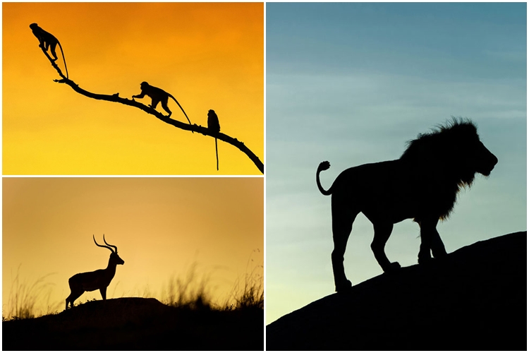 13 Foto siluet alam liar Afrika, buat takjub & tak mampu berkata-kata