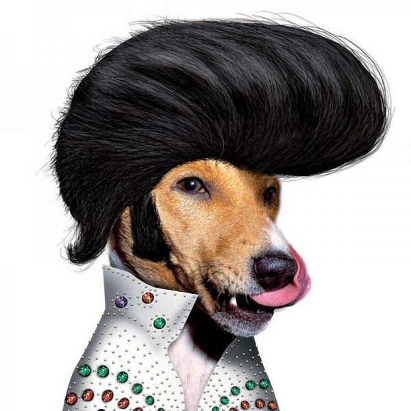 tokoh anjing old pics archive tokoh anjing old pics archive