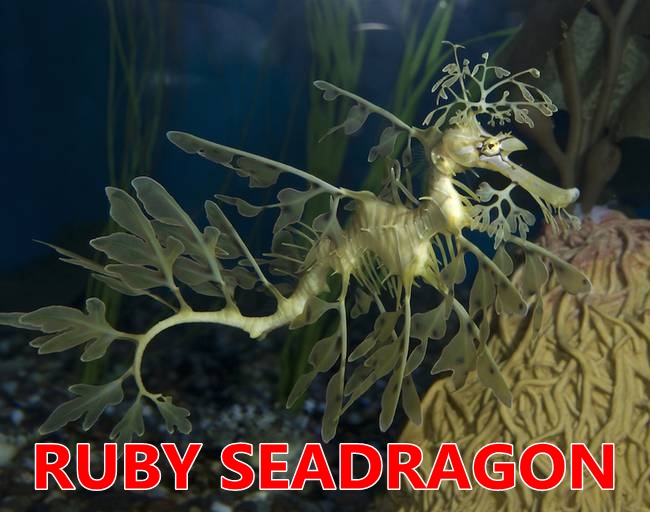 naga laut  wikipedia  naga laut  wikipedia