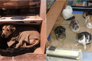 8 Potret menyentuh warga selamatkan hewan jalanan agar tak kedinginan